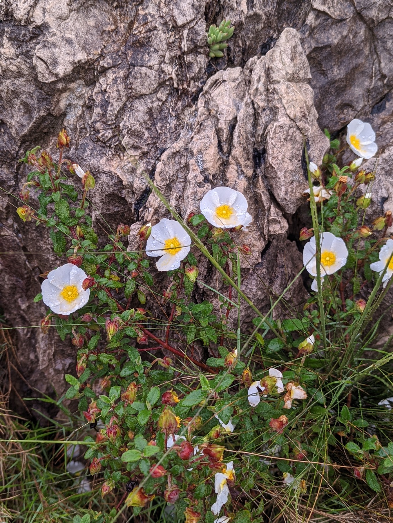 Local hiking Marxuquera